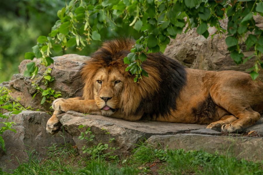 Zoologická a botanická zahrada města Plzně